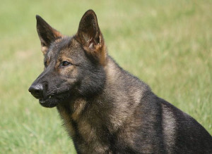 Czech German Shepherd Protection Dog