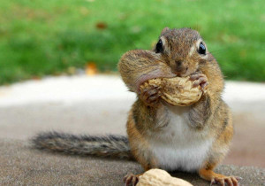 Funny Squirrels Wallpapers 2013