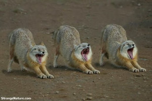 One big yawn... funny zoo animals
