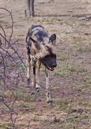 Funny African Wild Dogs