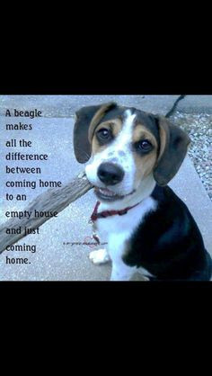 true facts more beagles gotta beagles forever beagles puppies beagles ...