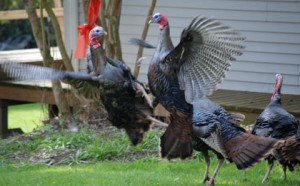 Thanksgiving Turkeys Fighting Back