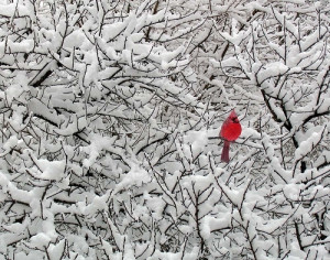 bird, cardinal, forest, red, snow, trees, white