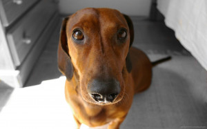 Add photos Funny Dachshund dog in your blog: