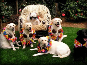 Labrador Retriever Pictures