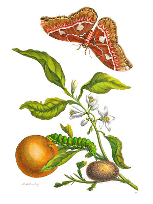 Maria Sibylla Merian Metamorphosis Insectorum Surinamensium Plate