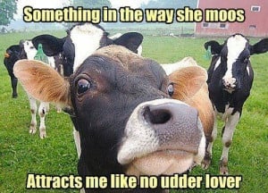 Something In The Way She Moos Attracts me Like No Udder Lover
