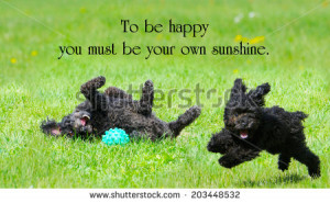 quote about happiness by C. E. Jerningham with two adorable poodles ...