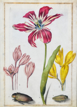 of a tulip two crocus and two beetles c 1690 Maria Sibylla Merian