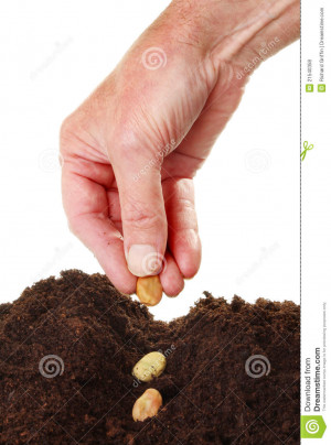 Closeup of a males hand planting broad bean seeds into a furrow in ...