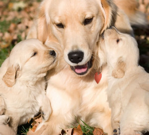 Most Adorable Golden Retriever Puppies You'll Ever See