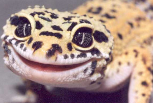 Mechanism of Tooth Replacement in Leopard Geckos