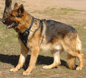 German Shepherd Dog Breed...
