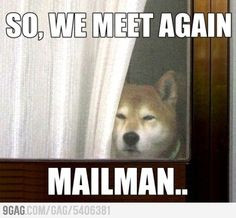... funny pics mailman animal humor dogs memes funny stuff funny animal