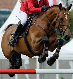 Hunter jumper eventing horse equine grand prix More