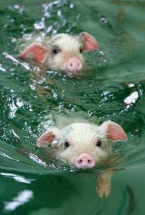 They may not be able to fly but they can swim!