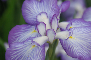 Purple Iris Glory