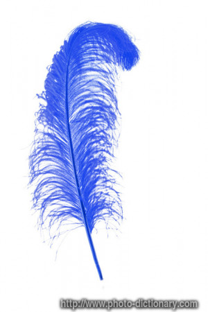 blue feather - photo/picture definition - blue feather word and phrase ...