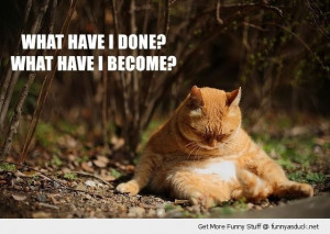 fat cat animal sad depressed lolcat what have i done become sitting ...