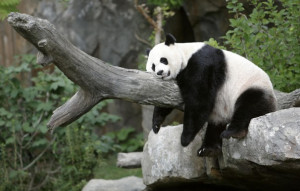 ... time we ate pandas we are now desperate to save pandas we have evolved