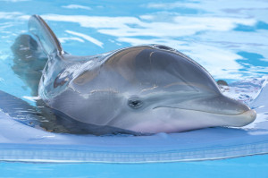 Mostrar todas las fotos de La gran aventura de Winter el delfín