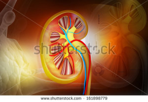 Related Pictures kidney medical diagram pictures