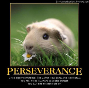 guinea pig-small-best-demotivational-posters