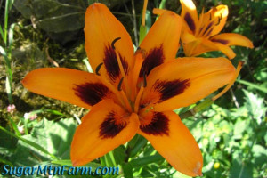Tiger Lily Flower Meaning...