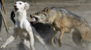 Fierce retaliation: A chained wolf retaliates against two dogs during ...