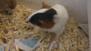 guinea pigs £ 10 posted 1 year ago for sale rodents guinea pig ...