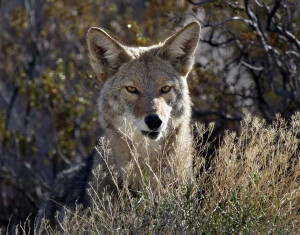 10 Facts You Did Not Know About Coyotes