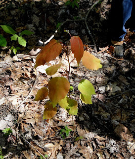 Aspen Leaf Bigtooth Withit