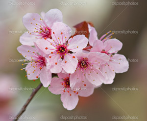 Back Plum Stamp Quote 420x560jpg Picture