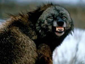 ... wolf shakira, wolf rings, crying wolf, angry wolf, wolf quotes, wolf