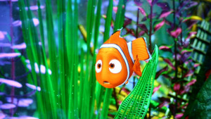 FINDING NEMO, now in the kind of sprawling 3D one wants to get lost in ...