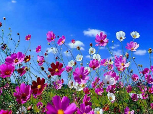 Earlier flower bloom indicates development of global warming.