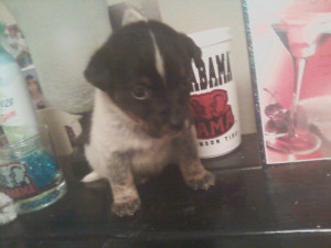 Cherry Funny Sayings