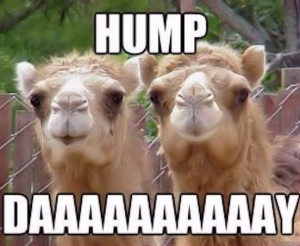 Hump Day