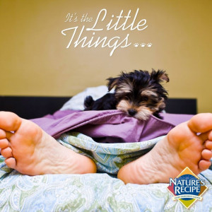 ... your pet wakes you up in the morning. #quote #yorkie #puppy #pet #dog