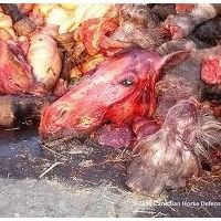Horse Slaughter: Stop Horse Slaughter More