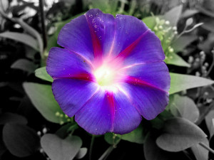 In the Victorian meaning of flowers, morning glory signifies love ...