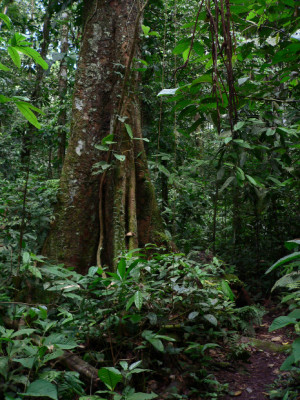 Search Results for: Ecuador Amazon Rainforest