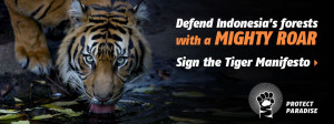 Tiger Manifesto
