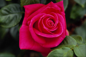 Meaning of Different Colors of Roses