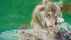 After it, they show back inside where she got the card and they are ...