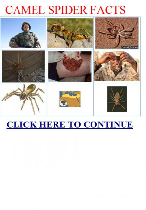 Camel Spiders Fact Versus Fiction The Spider