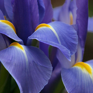 purple violet flower