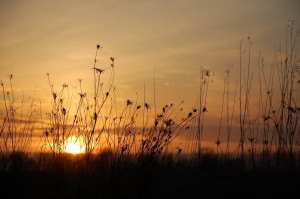 photo by j.l.m - sunset on the farm