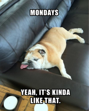 12 Dogs That Hate Mondays Just As Much As You Do