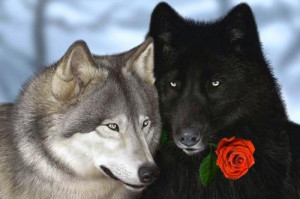 Серый волк и черный с красной розой в ...